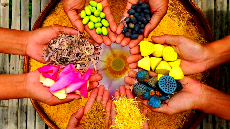 Visit an authentic Lotus Silk Farm with 25% off